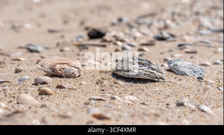 Shells lying on the beach Stock Photo