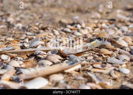 Shells lying on the beach Stock Photo