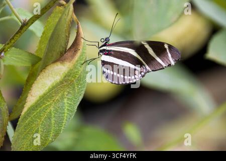 zebra longwing (Heliconius charithonia), Zebra-Heliconian in a butterfly house Stock Photo