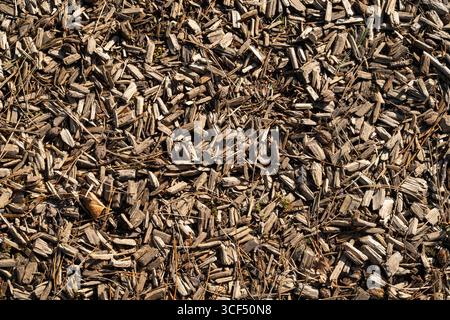 Wood chips, Wood chips, Wallpaper Stock Photo