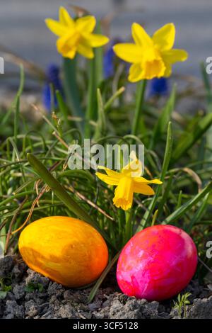 Colored Easter eggs in front of daffodils (Narcissus) Stock Photo