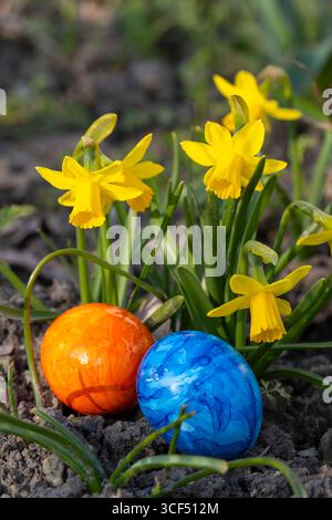 Colored Easter eggs in front of daffodils (Narcissus) Stock Photo