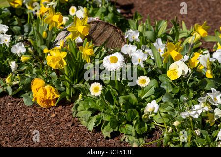 Small flower bed with pansies (Viola), daffodils (Narcissus) and decoration, pine bark around the outside Stock Photo