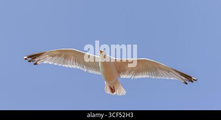 Herring gull (Larus argentatus) in flight over Juist, East Frisia, Germany. Stock Photo