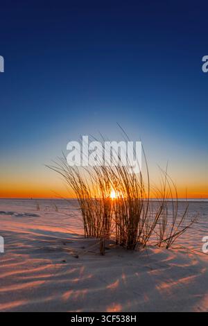 Marram grass at sunset on the beach of Juist, East Frisian Islands, Germany. Stock Photo