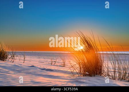 Marram grass at sunset on the beach of Juist, East Frisian Islands, Germany. Stock Photo