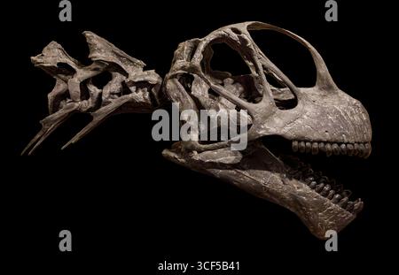camarasaurus-grandis-skull-
