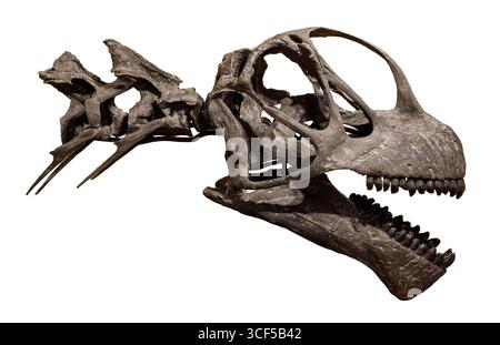Camarasaurus grandis skull, Morrison Formation, Late Jurassic (155–145 million years ago), western North America Stock Photo