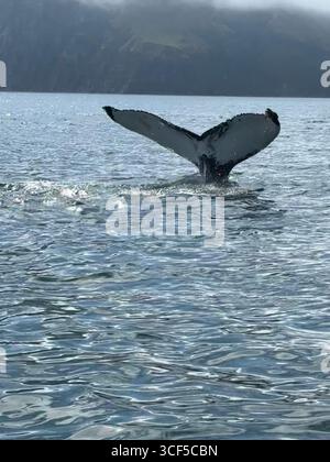 Humpback Whale Diving in Skjalfandi Bay Husavik Northeast Iceland ...