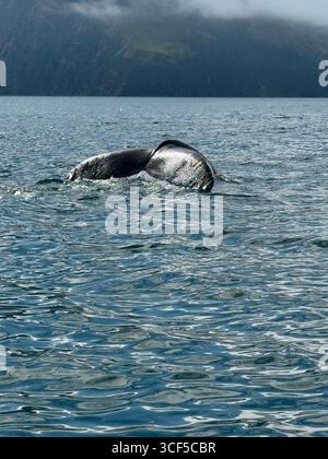 Humpback Whale Tail Skjalfandi Bay Husavik Northeast Iceland Europe ...