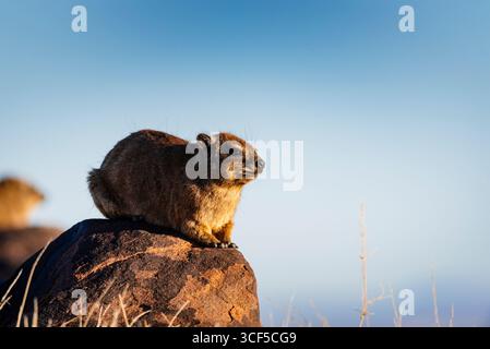 Profile view of a Rock hyrax in Namibia Stock Photo