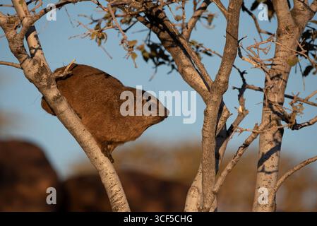 Profile view of a rock hyrax standing in a tree Stock Photo