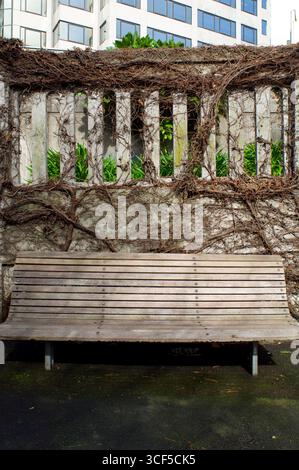 Wooden bench in front of wall covered with dead ivy, Auckland, Northland, North Island, New Zealand Stock Photo