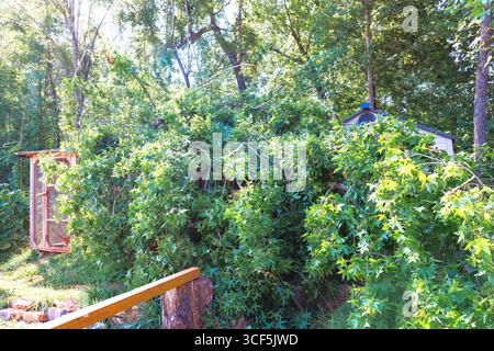 Fallen branches from storm cover yard near home, surrounded by lush green trees after strong wind hurricane Stock Photo