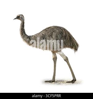 A male emu captured in profile view, highlighting its tall frame, shaggy plumage, and long powerful legs, isolated on white background Stock Photo