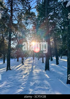 Winter pine forest with sunlight streaming through the trees. Snowy ground with long shadows and glowing sun Stock Photo