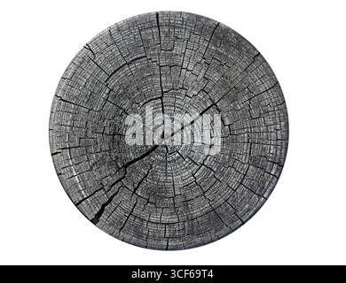 Old cracked stump with rings isolated on white, top view Stock Photo