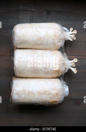 Pin Heads of Oyster Mushrooms Growing Out of the Spawn Bags Stock Photo