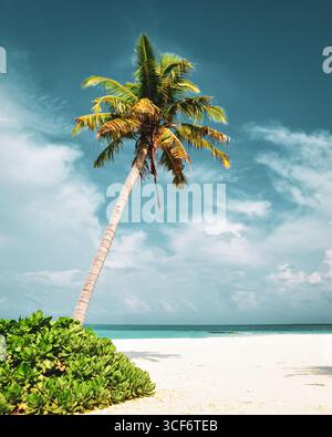 Shot Single one palm tree and cumulus clouds motion on blue sky, summer sunny day. Stock Photo