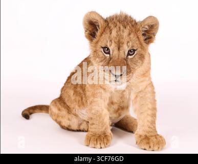 A cute little lion cub on a white background. The lion cub is sitting. A funny, cute lion cub is sitting and looking at the camera. Stock Photo