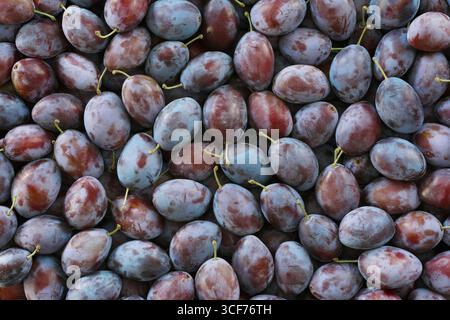 Background image of many of freshly harvested plums Stock Photo