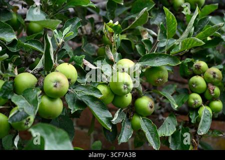Trained tree of malus domestica Golden Noble cooking apple in walled ...