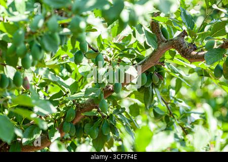 A close-up shot of green plums growing on a branch, set against a beautiful, rolling, hilly landscape bathed in soft morning light. Stock Photo