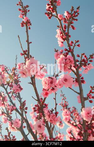 Cherry blossoms and branches against clear blue sky Stock Photo