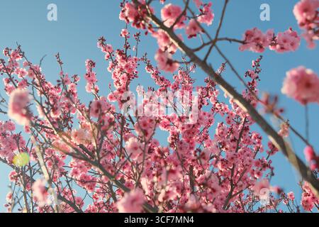 Spring cherry blossoms blooming on branches with clear sky Stock Photo