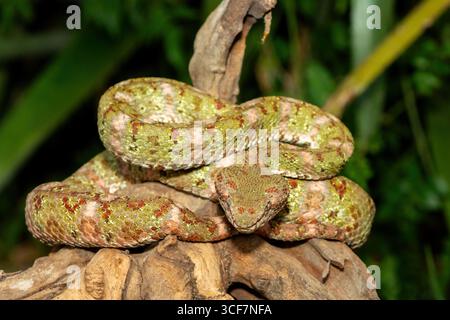 A beautiful christmas tree morph Eyelash Viper (Bothriechis schlegelii), coiled on a branch. A venomous pit viper from Central and South America Stock Photo