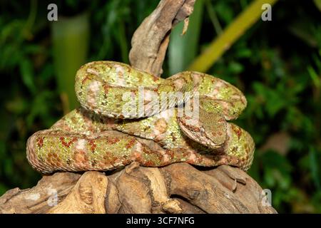 A beautiful christmas tree morph Eyelash Viper (Bothriechis schlegelii), coiled on a branch. A venomous pit viper from Central and South America Stock Photo