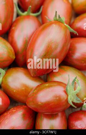 Tomatoes pattern close up. Freshly picked tomato 'Shimmer' F1 variety tomatoes. UK Stock Photo