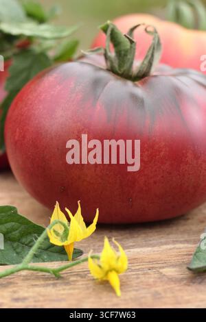 Tomato close up. Solanum lycopersicum 'Black Russian' tomato, a large, cordon variety with deep blackish red colour displayed on wooden table. UK Stock Photo