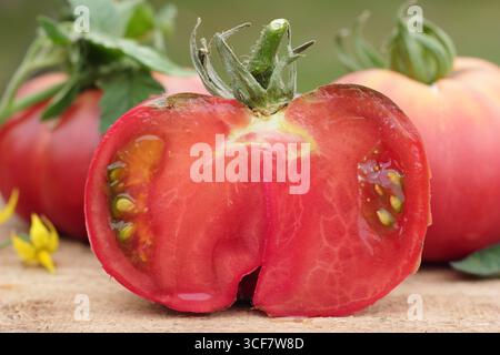 Tomatoes sliced. Solanum lycopersicum 'Black Russian' tomato, a large, cordon variety with deep blackish red colour. UK Stock Photo