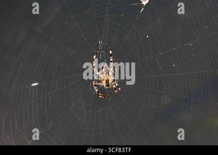 Bavaria, Germany - August 19, 2025: A cross spider sits in the middle of the filigree wheel web and waits for prey. The macro image shows spider silk and drawing *** Mitten im filigranen Radnetz sitzt eine Kreuzspinne und wartet auf Beute. Die Makroaufnahme zeigt Spinnseide und Zeichnung Stock Photo