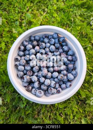 A top-down view of a white bowl filled with freshly picked, ripe blueberries sitting on a vibrant green grass lawn. Stock Photo