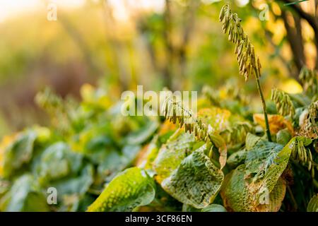 Hosta plant with yellowing, spotted leaves and dried seed stalks in a late autumn garden Stock Photo