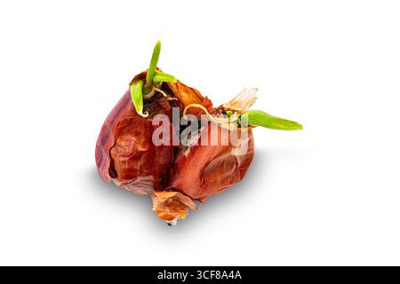 Top view of red onion with sprouts isolated on white background with clipping path. Stock Photo