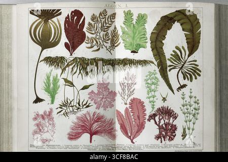 Different types of algae, brown algae (Phaeophyceae), red algae (Rhodophyceae), green algae (Chlorophyceae), encyclopaedia page with colour lithograph Stock Photo