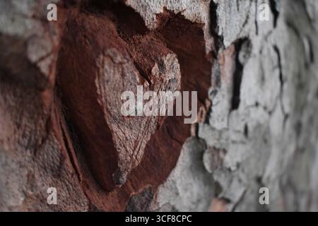 Heart carved into weathered tree bark, close-up. Stock Photo