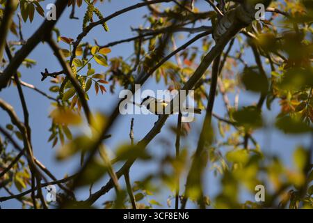 Blackbird behind branches and leaves of a tree. Stock Photo