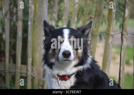 Purebred border collie looking into the camera. Stock Photo