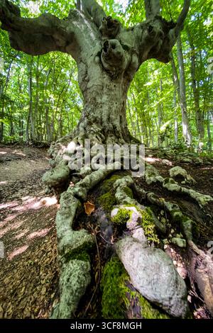 Twisted roots sprawling across mossy forest floor, sunlight filtering through ancient beech tree branches Stock Photo