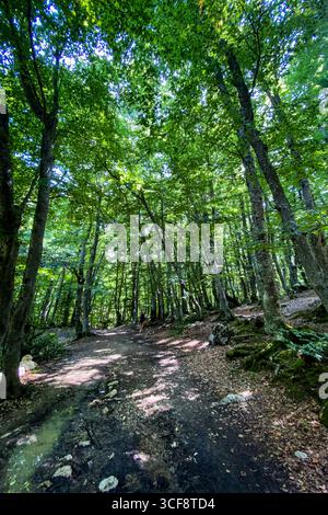 Sunlight streaming through forest trees, casting golden rays along woodland trail, evoking serene wilderness ambiance Stock Photo