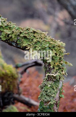 Tree Lungwort Lichen (Lobaria pulmonaria) growing on fallen sessile oak branch in native woodland, Argyll, Scotland, April Stock Photo