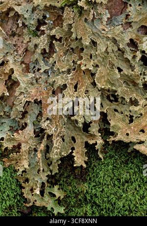 Tree Lungwort Lichen (Lobaria pulmonaria) desiccated specimen growing on the trunk of a beech tree (Fagus sylvatica) during extended dry spell. Stock Photo