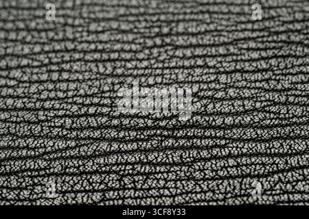 Texture of black pebble leather closeup. Production and fashion background. Stock Photo