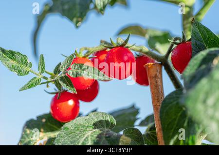 Cherry tomatoes on tomato plant close up, blue sky at the background. Stock Photo