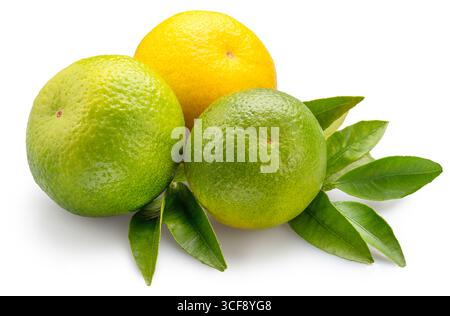 Green tangerines with green leaves isolated on white background. File contains clipping paths. Stock Photo