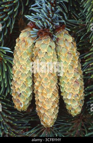 Sitka Spruce (Picea sitchensis) close-up of unripe cones on branch blown from tree in a storm, Lochaber, Scotland, June Stock Photo